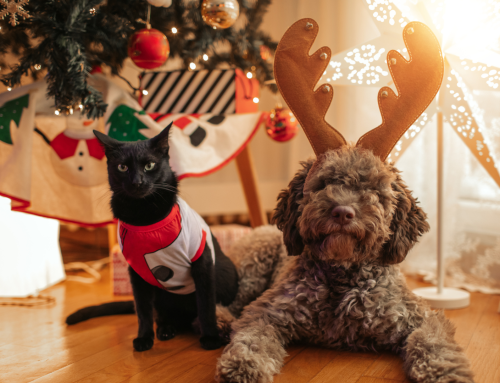 A Guide to Pet-Friendly Gift Wrapping for the Holidays
