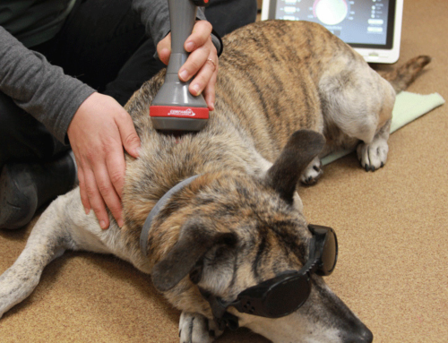 Cold Laser Therapy for Cats and Dogs