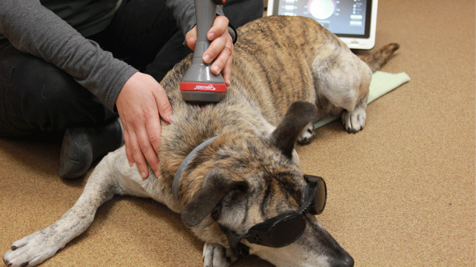 Cold laser therapy treatment for dogs and cats at Newport Veterinary Hospital