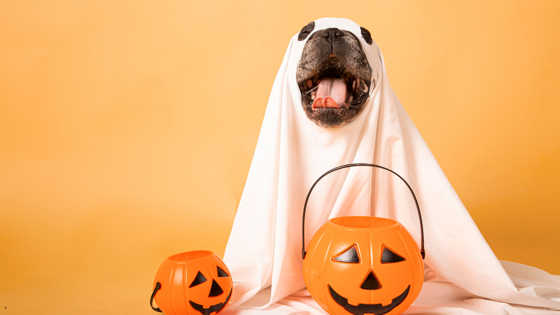What to do if your dog eats Halloween candy — Newport Veterinary Hospital ✓ (update existing)