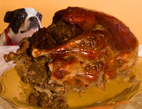 Foods Your Pet Should Avoid This Thanksgiving