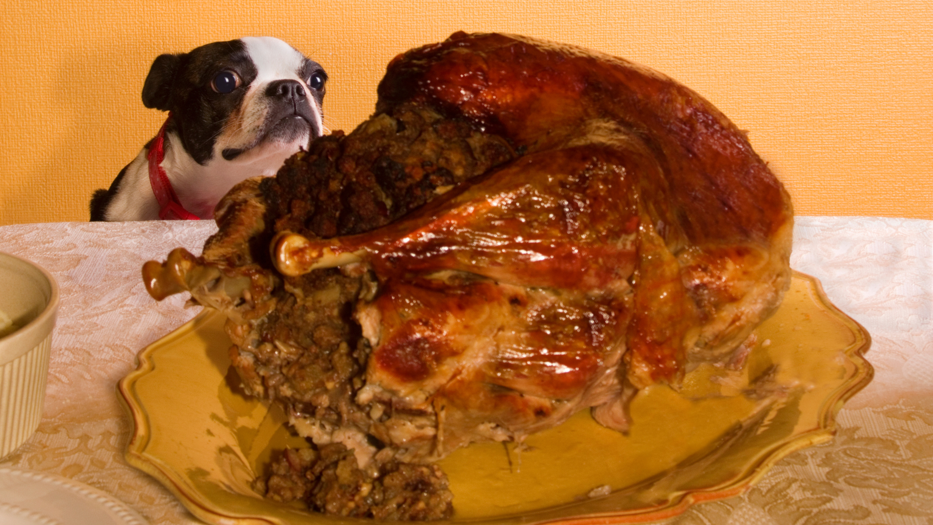Thanksgiving foods that are dangerous for dogs and cats — Newport Veterinary Hospital
