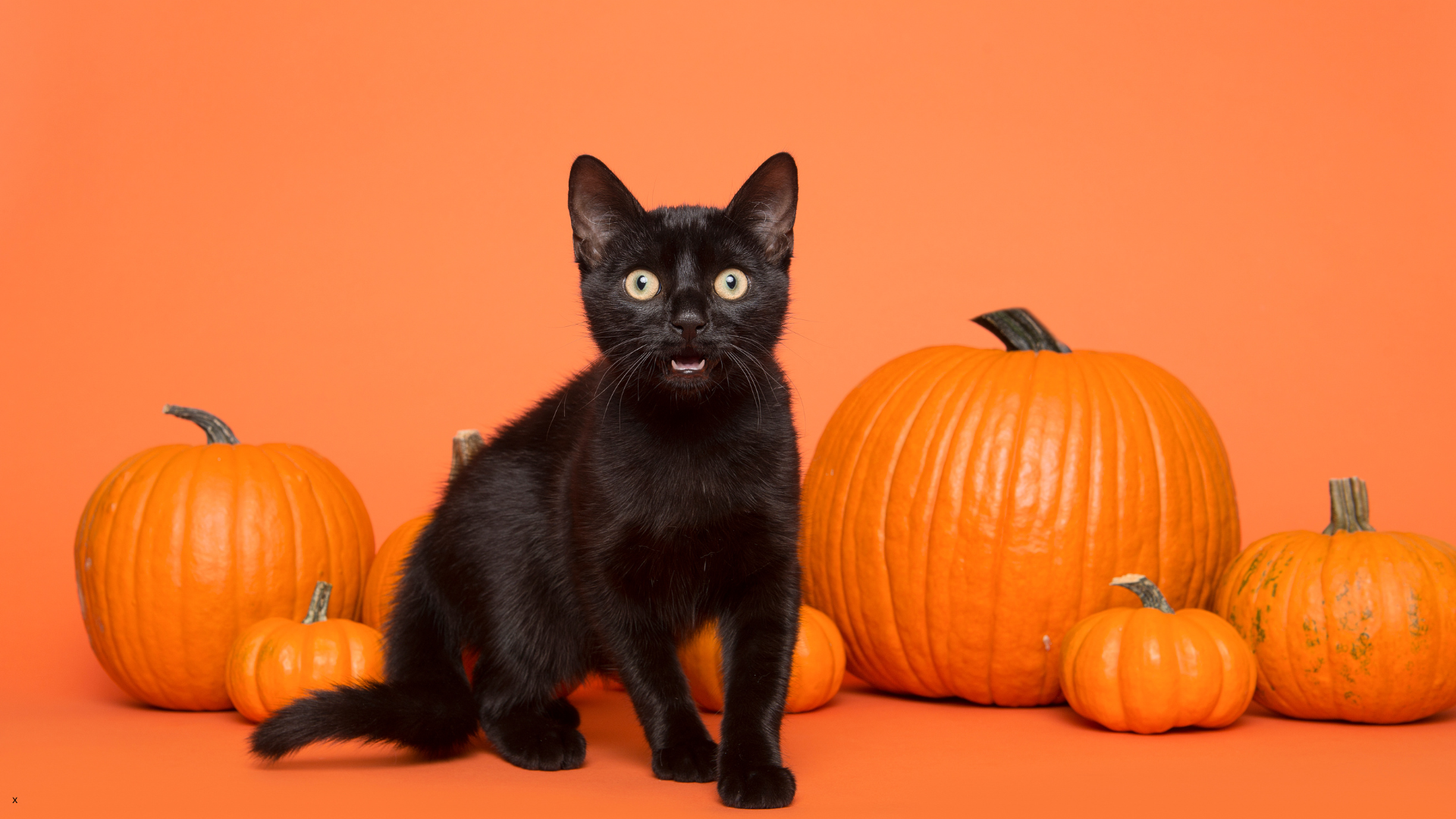 Tips to keep pets safe on Halloween night — Newport Veterinary Hospital