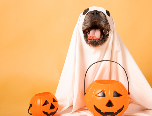 What To Do If Your Dog Eats Halloween Candy