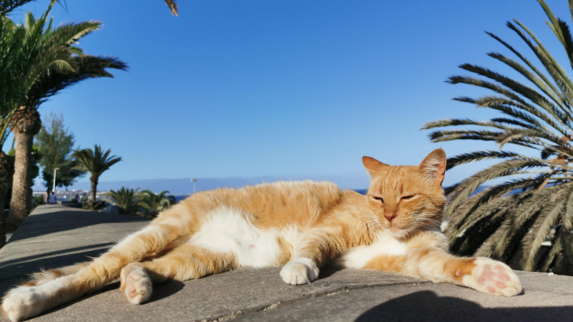Cat staying cool in summer heat — Newport Veterinary Hospital, Newport Oregon