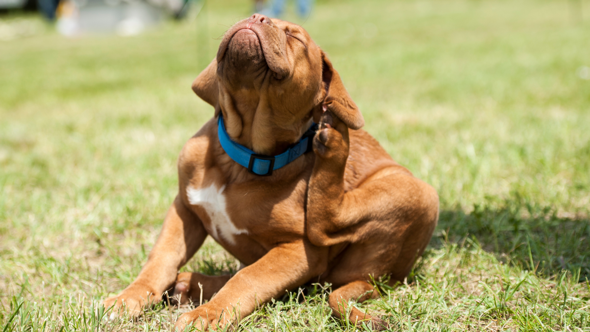 Flea elimination steps for dogs and cats — Newport Veterinary Hospital, Newport Oregon