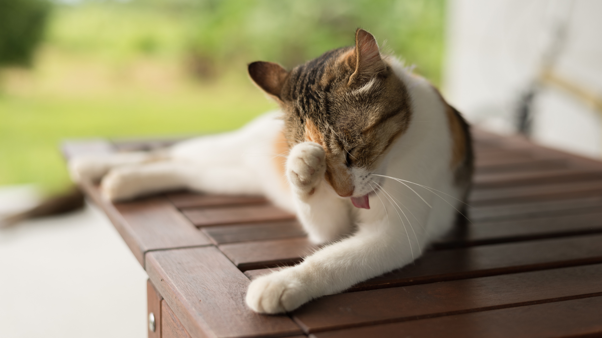 Dermatology exam for dogs and cats at Newport Veterinary Hospital