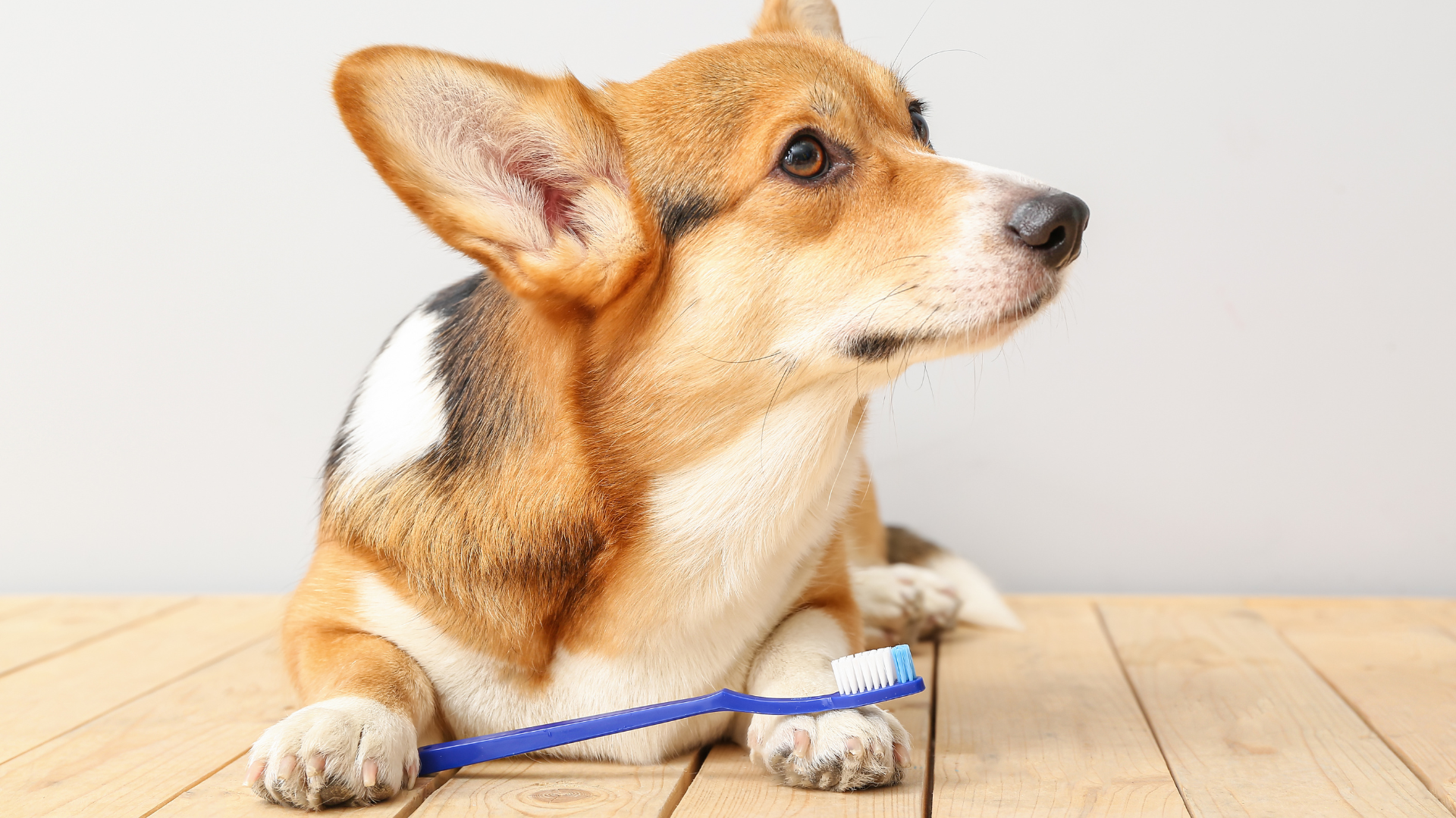 Dog dental care at Newport Veterinary Hospital, Newport Oregon