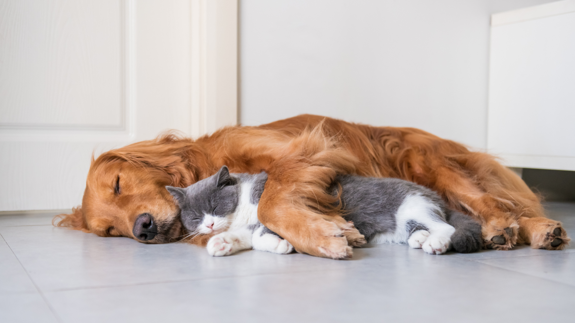 Dog and cat toxin awareness at Newport Veterinary Hospital, Newport Oregon