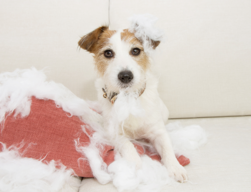Understanding and Treating Your Pet’s Anxiety