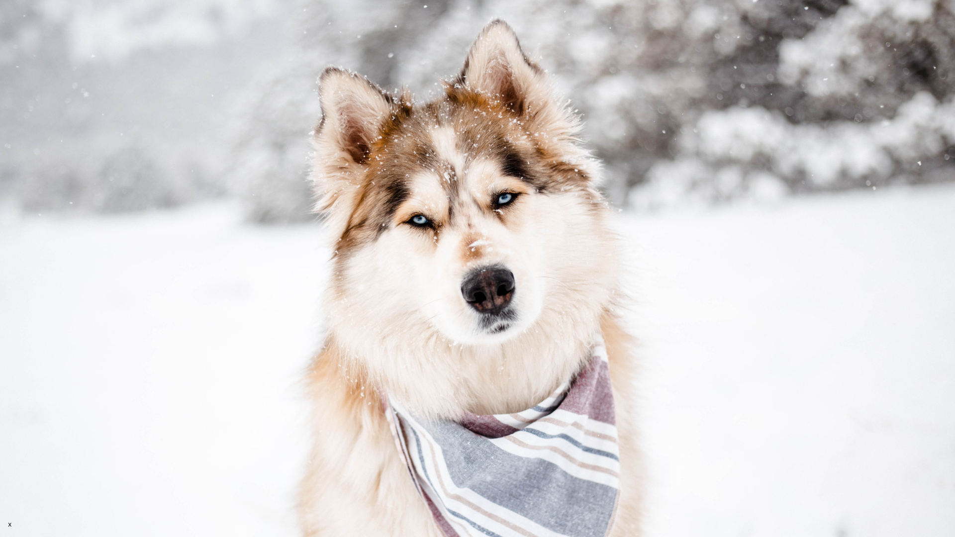 Pet owner keeping dog safe in Oregon Coast winter storm
