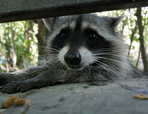 Fall Wildlife Risks for Pets: Baylisascaris and Leptospirosis