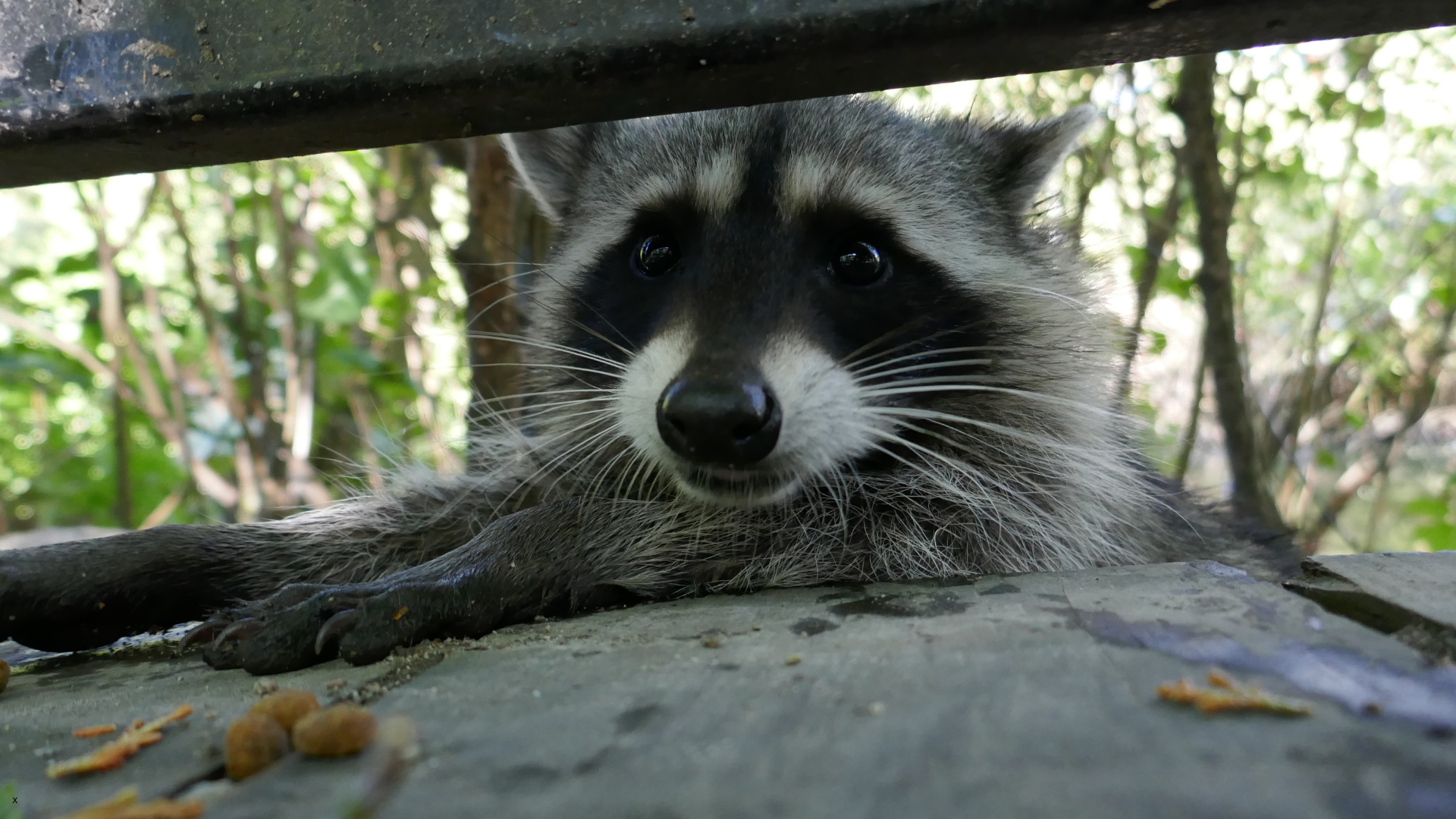Raccoon on Oregon Coast for flea prevention