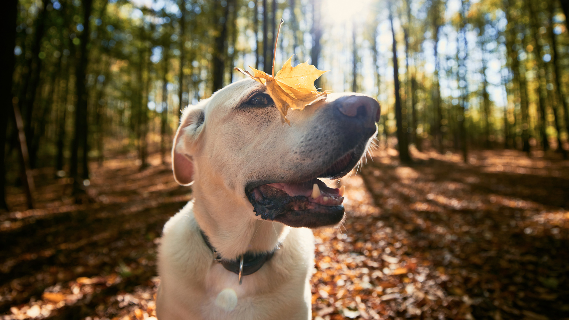Dog scratching due to seasonal allergies on the Oregon Coast — Newport Veterinary Hospital