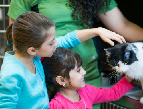 A Guide to Pet Adoption