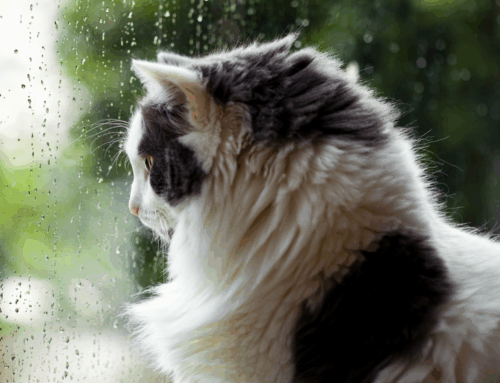 Helping Pets Stay Comfortable as Coastal Temperatures Drop