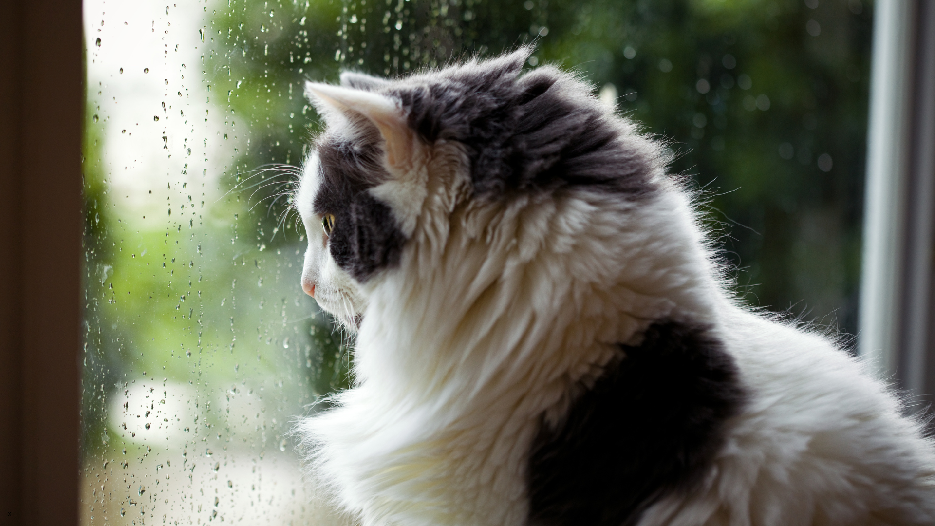 Cat in cool coastal weather — Newport Veterinary Hospital, Newport Oregon