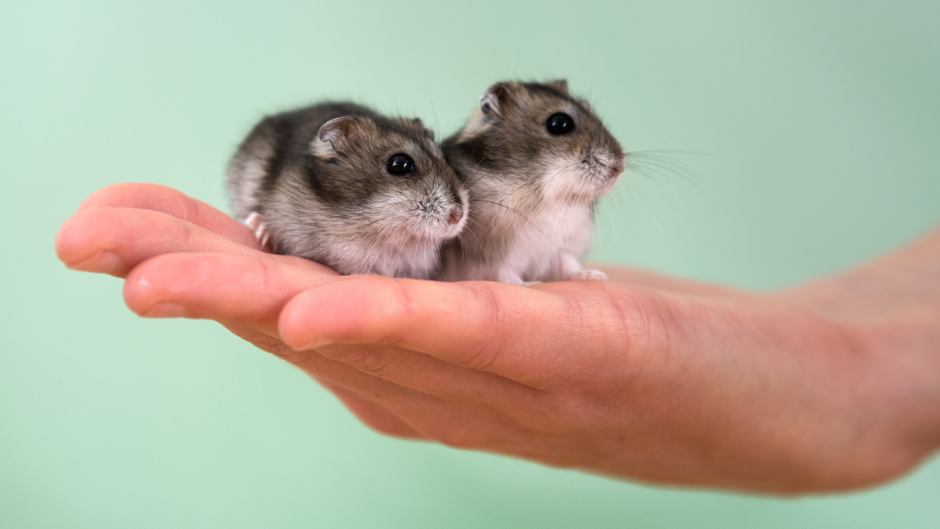 Small pet and reptile care at Newport Veterinary Hospital, Newport Oregon