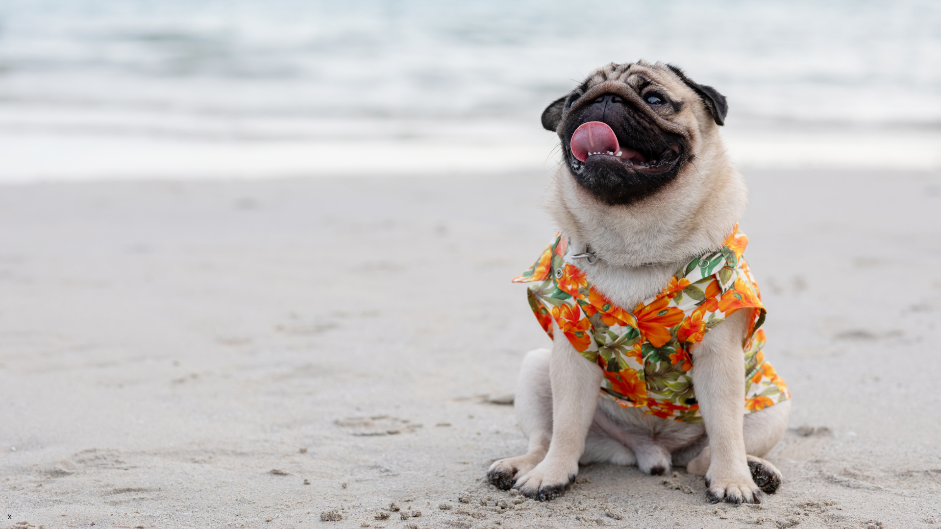 Dog and owner on a coastal getaway on the Oregon Coast