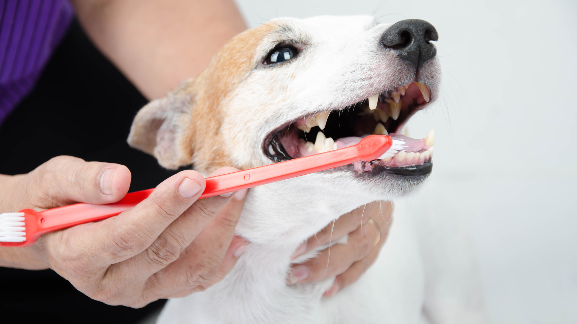 Cat receiving dental exam at Newport Veterinary Hospital, Newport Oregon