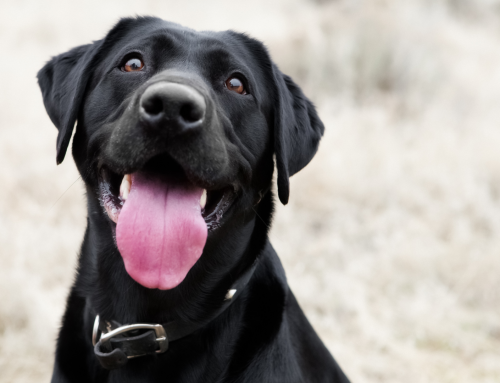 The Ins and Outs of Shockwave Therapy for Dogs