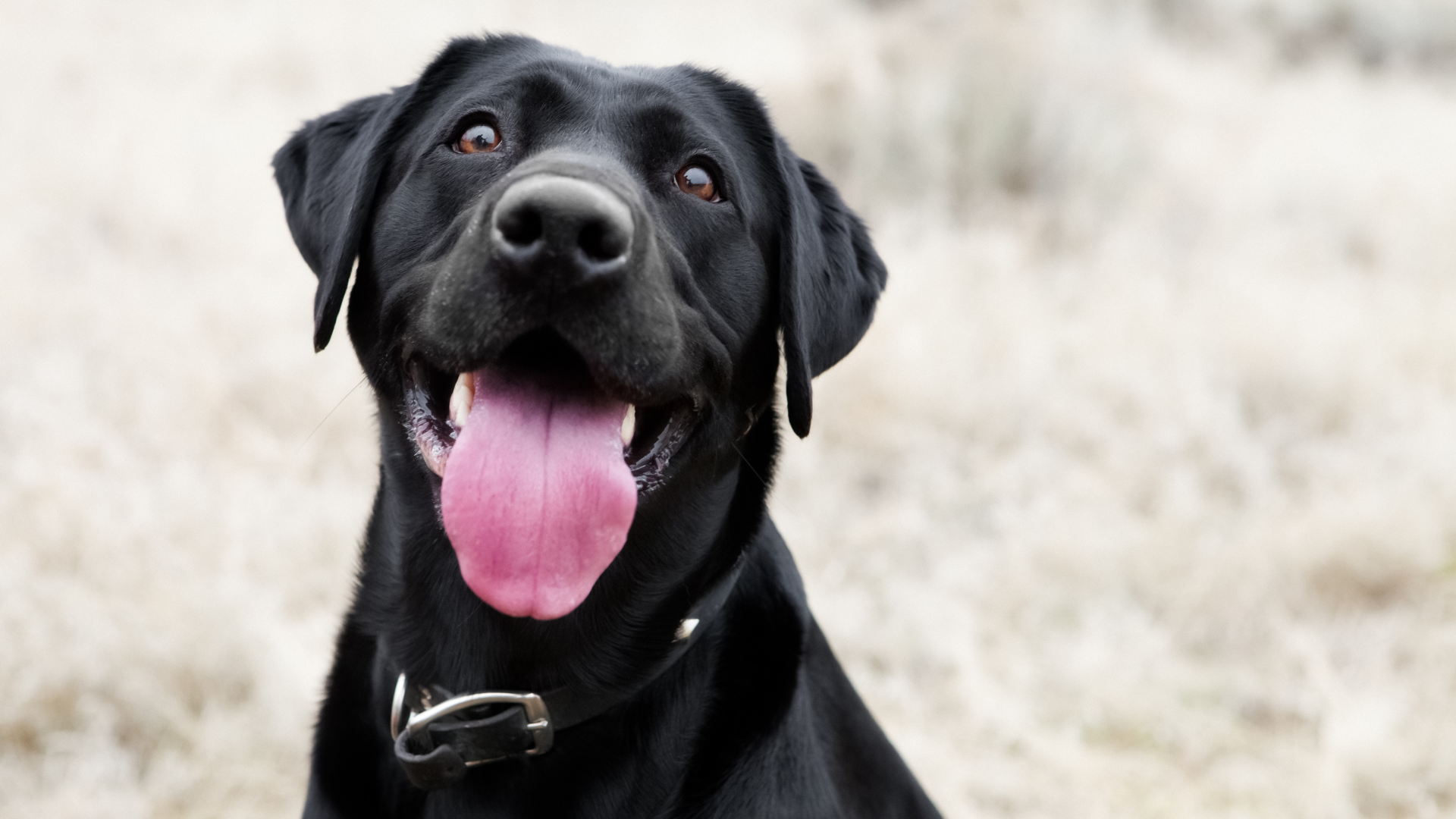Shockwave therapy for dogs at Newport Veterinary Hospital, Newport Oregon