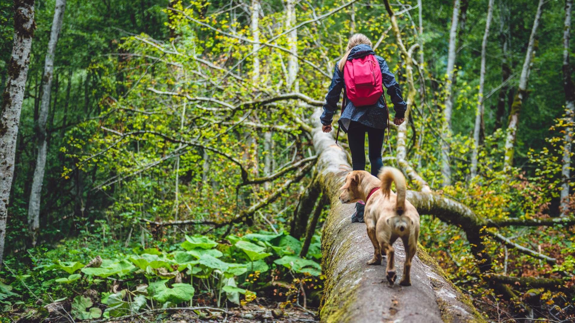 End of summer pet dangers on the Oregon Coast — Newport Veterinary Hospital