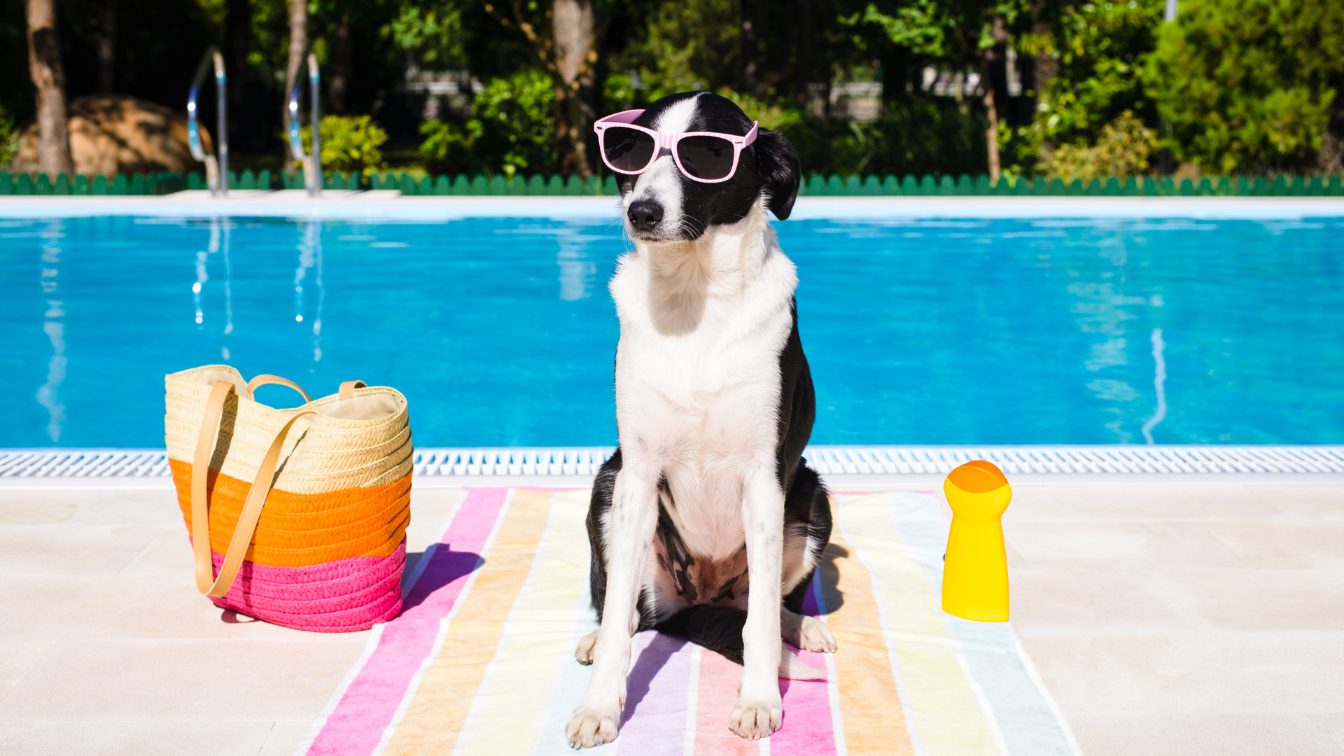 Dog and cat overheating in summer — Newport Veterinary Hospital, Newport Oregon