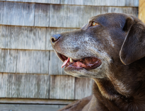 Exploring the Causes and Treatments for Arthritis in Dogs
