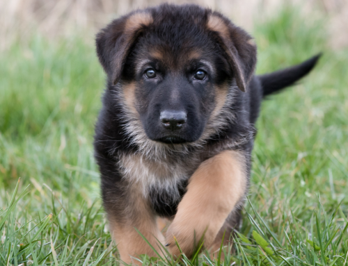 When Can Your Puppy Go Outside?
