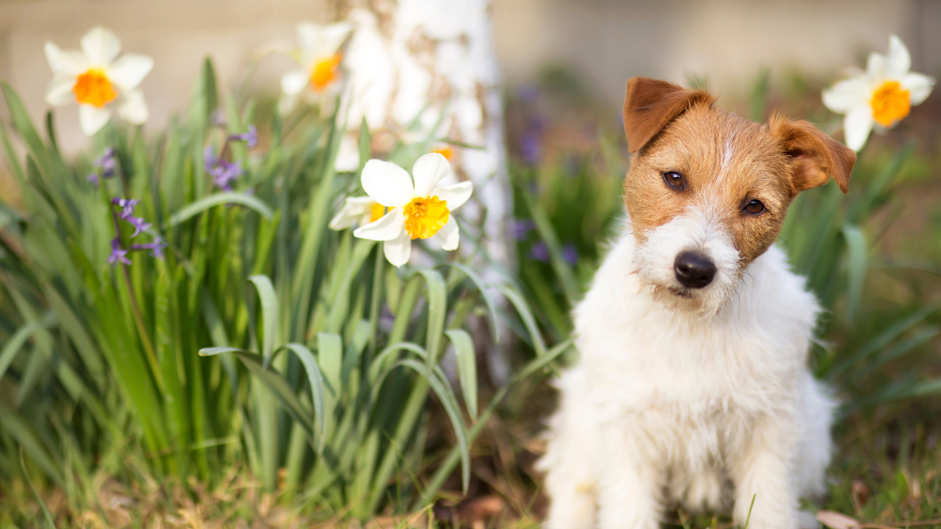 Earth Day with your dog or cat