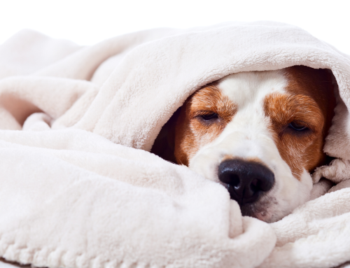 Understanding Heartworm Disease in Your Pets