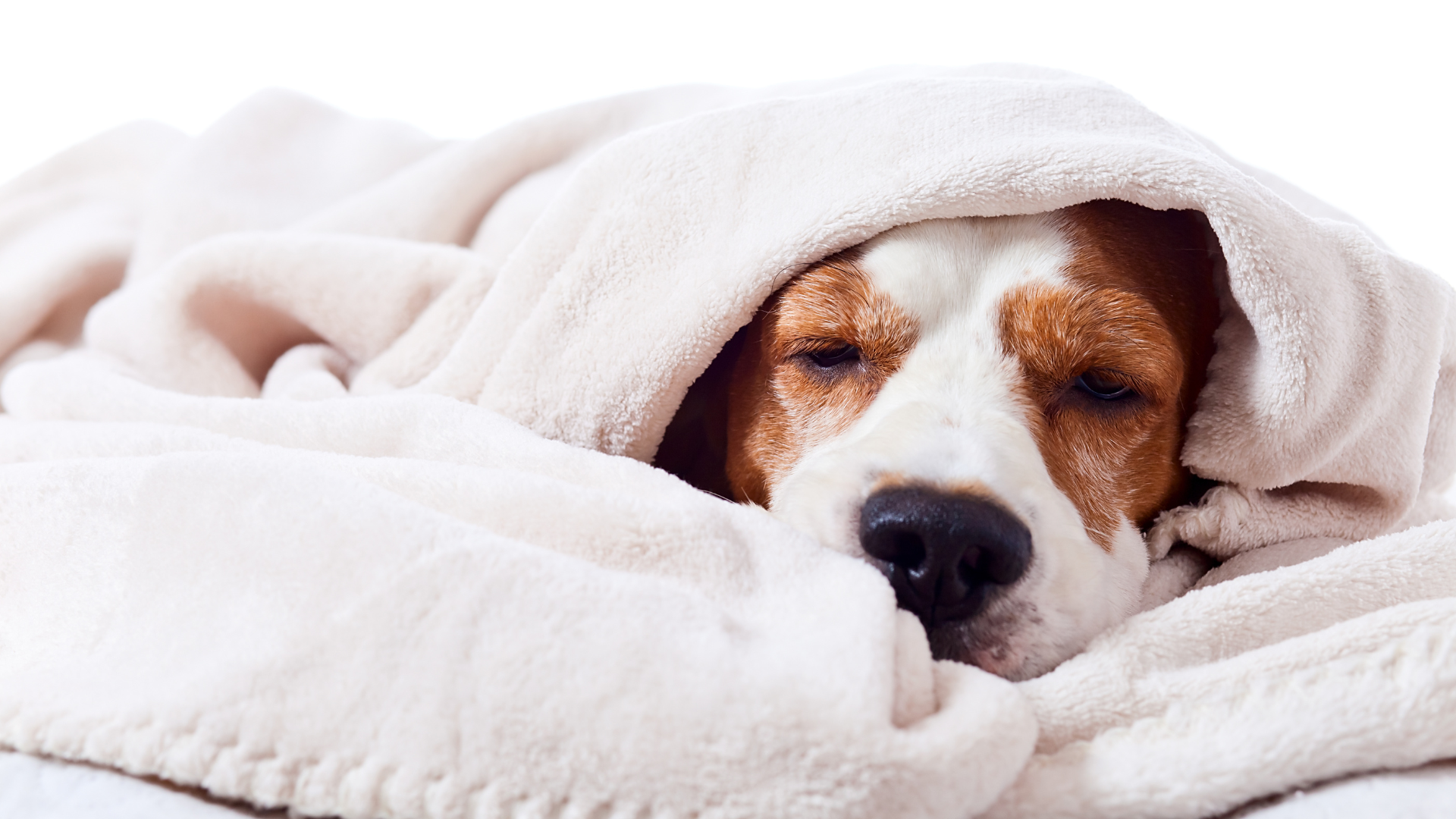 heartworm disease in dogs and cats