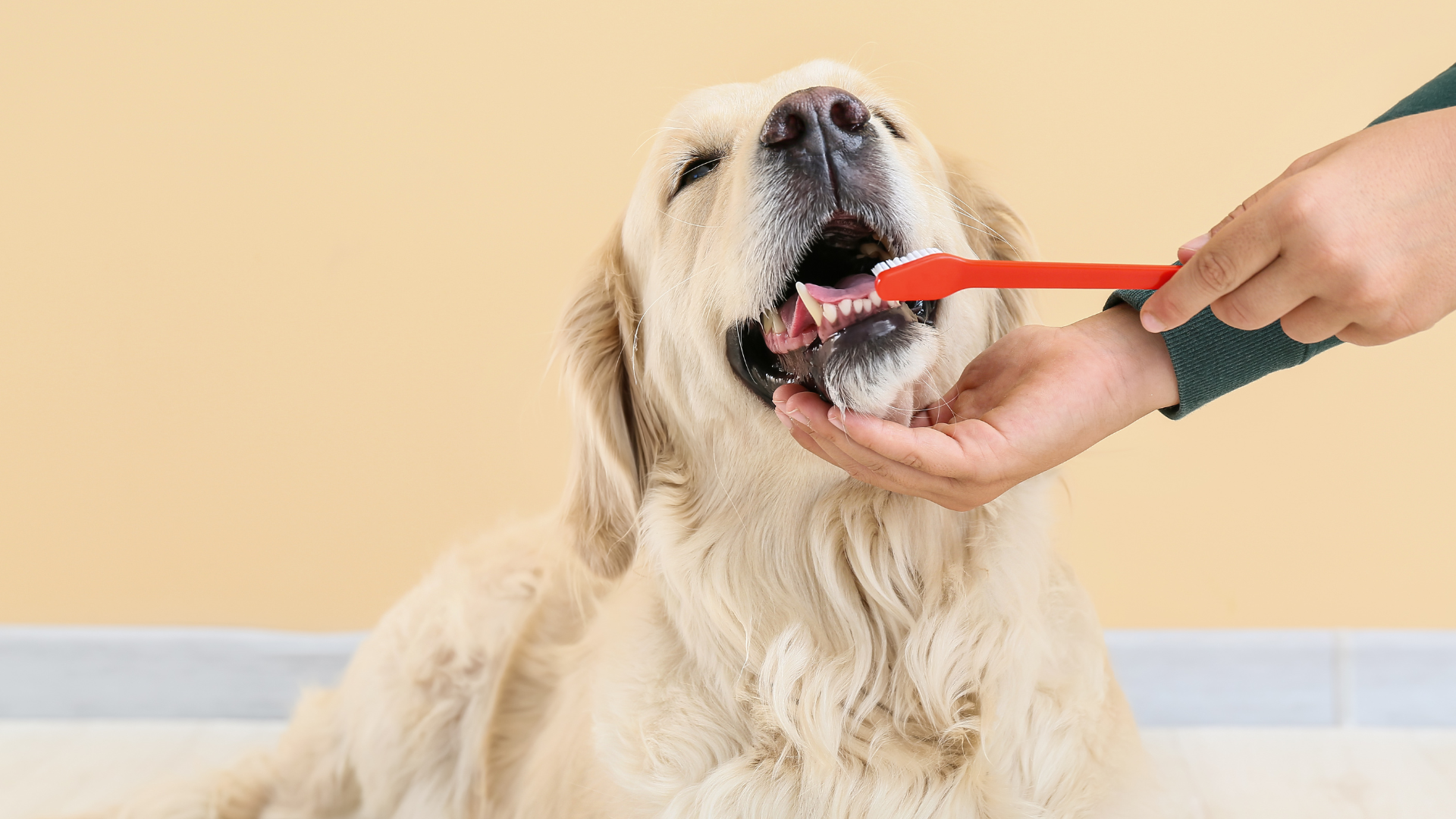 Pet dental month discount at Newport Veterinary Hospital, Newport Oregon