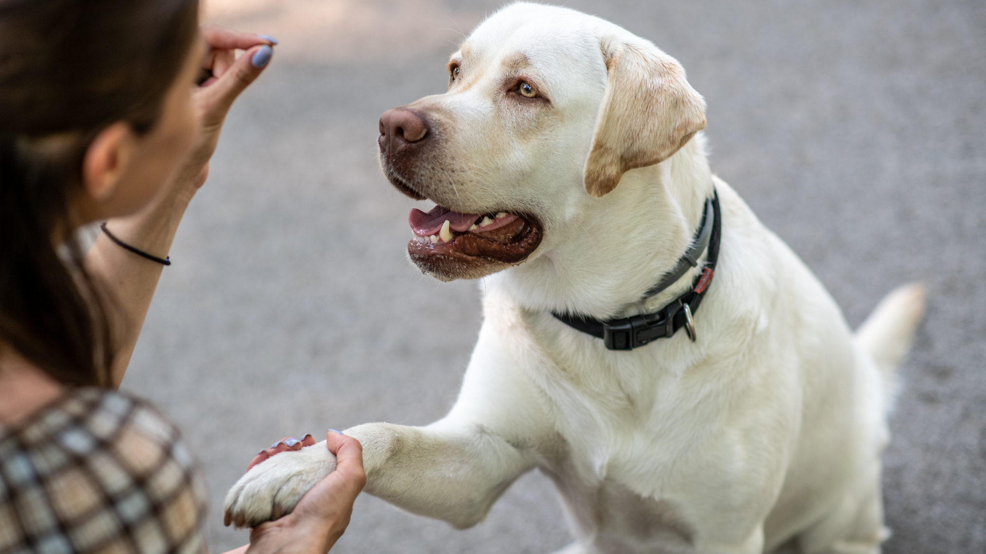 dog training