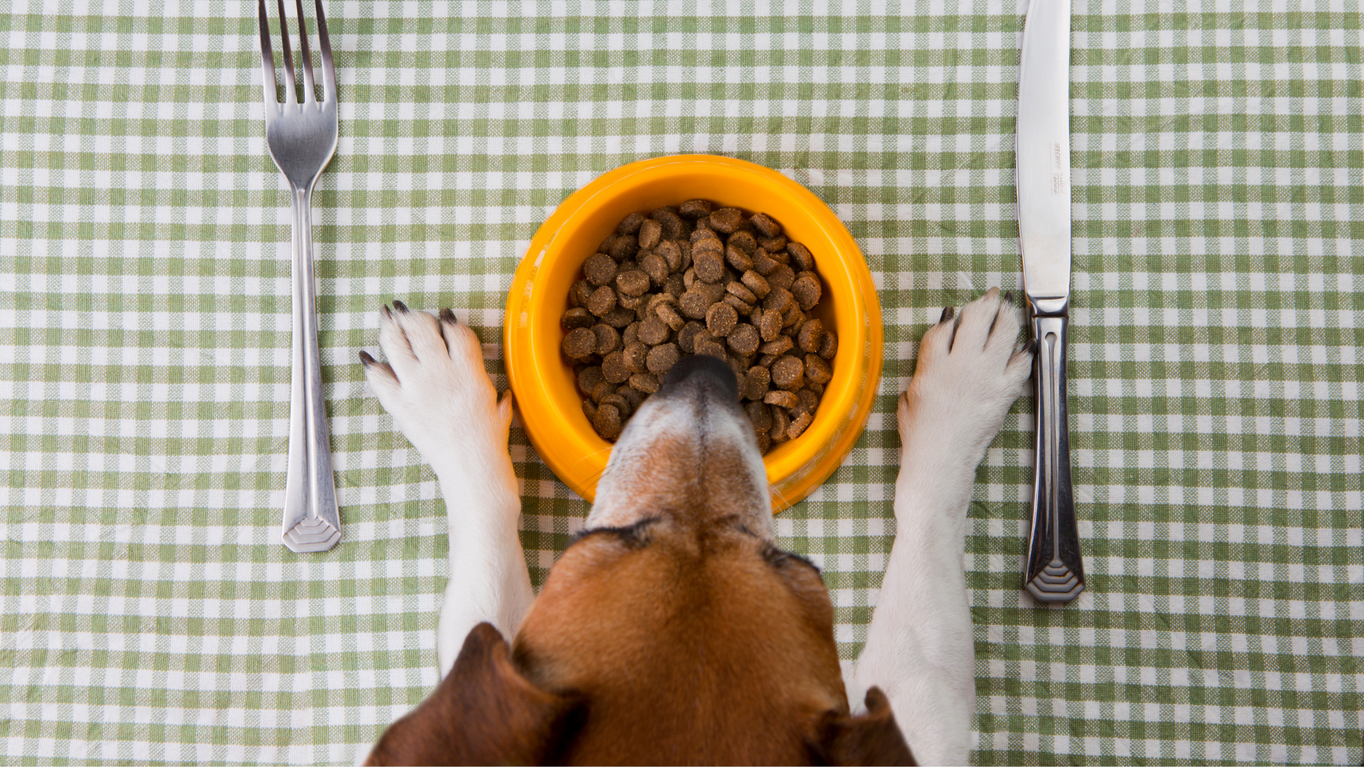 pet weight loss