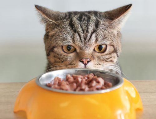 What’s Really in Your Pet’s Food? A Vet’s Guide to Reading Labels