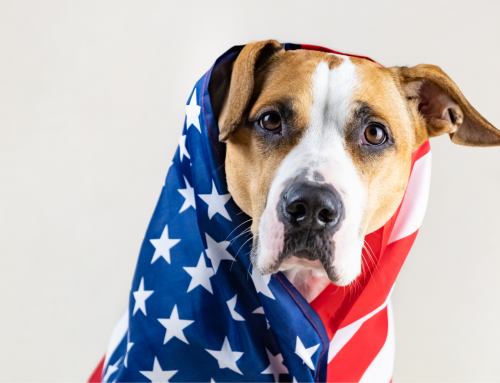 Is Your Pet Ready for the 4th of July?