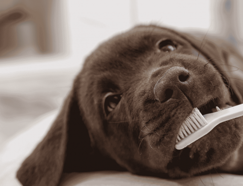 7 Common Myths About Pet Dental Care (and the Truth Behind Them)