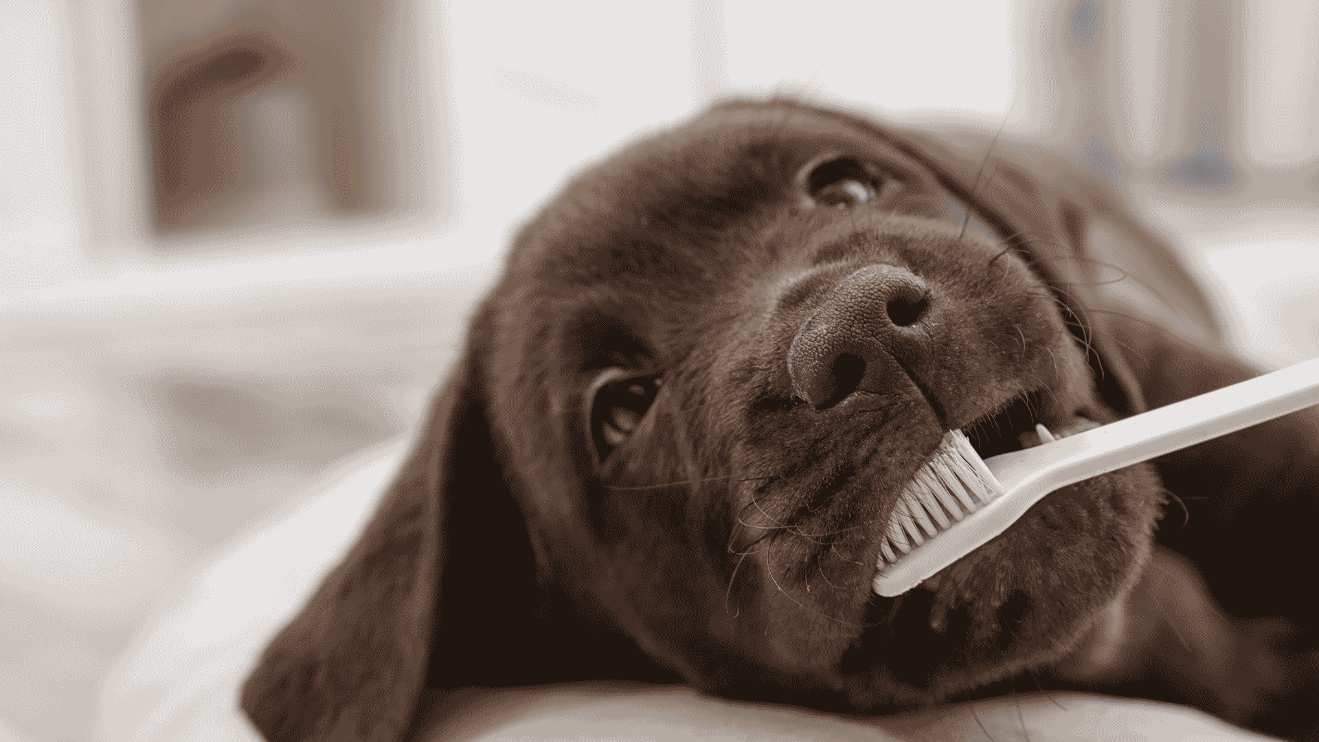 Veterinarian examining a dog's teeth during a dental exam at Newport Veterinary Hospital in Newport, Oregon