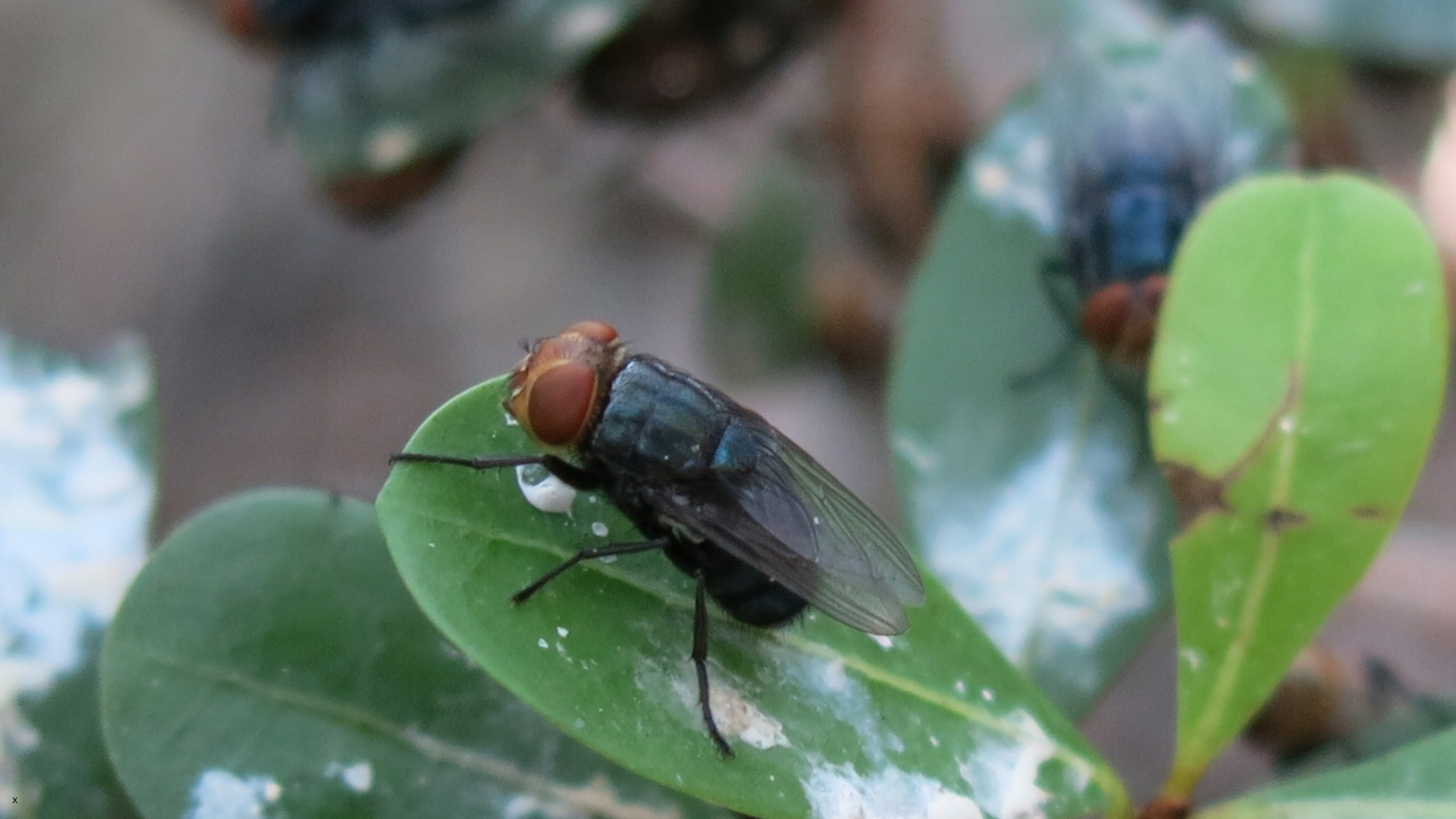 Screwworm fly on a leaf by Newport Veterinary Hospital in Newport, Oregon